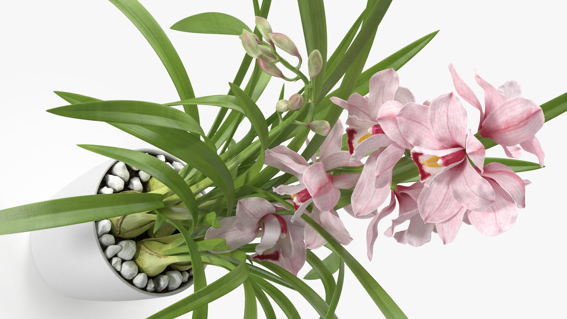 3D Orchid Pot Flower Pink Fur https://p.turbosquid.com/ts-thumb/IF/mhkCYd/qN/orchidpotflowerpinkfurmb3dmodel010/jpg/1640607103/1920x1080/fit_q87/19cea1af58c882ab1272a5cc2d51851d6980fd7e/orchidpotflowerpinkfurmb3dmodel010.jpg