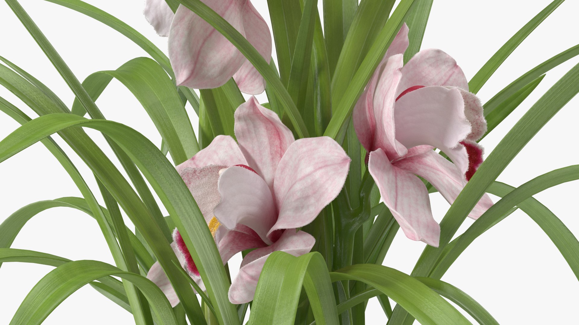 3D Orchid Pot Flower Pink Fur https://p.turbosquid.com/ts-thumb/IF/mhkCYd/sO/orchidpotflowerpinkfurmb3dmodel017/jpg/1640607125/1920x1080/fit_q87/c9fab4be62e199a20cdf56f8dbb31e5aab0349cf/orchidpotflowerpinkfurmb3dmodel017.jpg