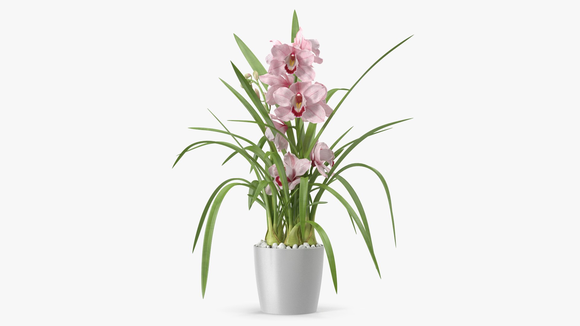 3D Orchid Pot Flower Pink Fur https://p.turbosquid.com/ts-thumb/IF/mhkCYd/tw/orchidpotflowerpinkfurmb3dmodel005/jpg/1640607088/1920x1080/fit_q87/a0d360c3f415518766abcf7a2caea6400ee1c2d6/orchidpotflowerpinkfurmb3dmodel005.jpg