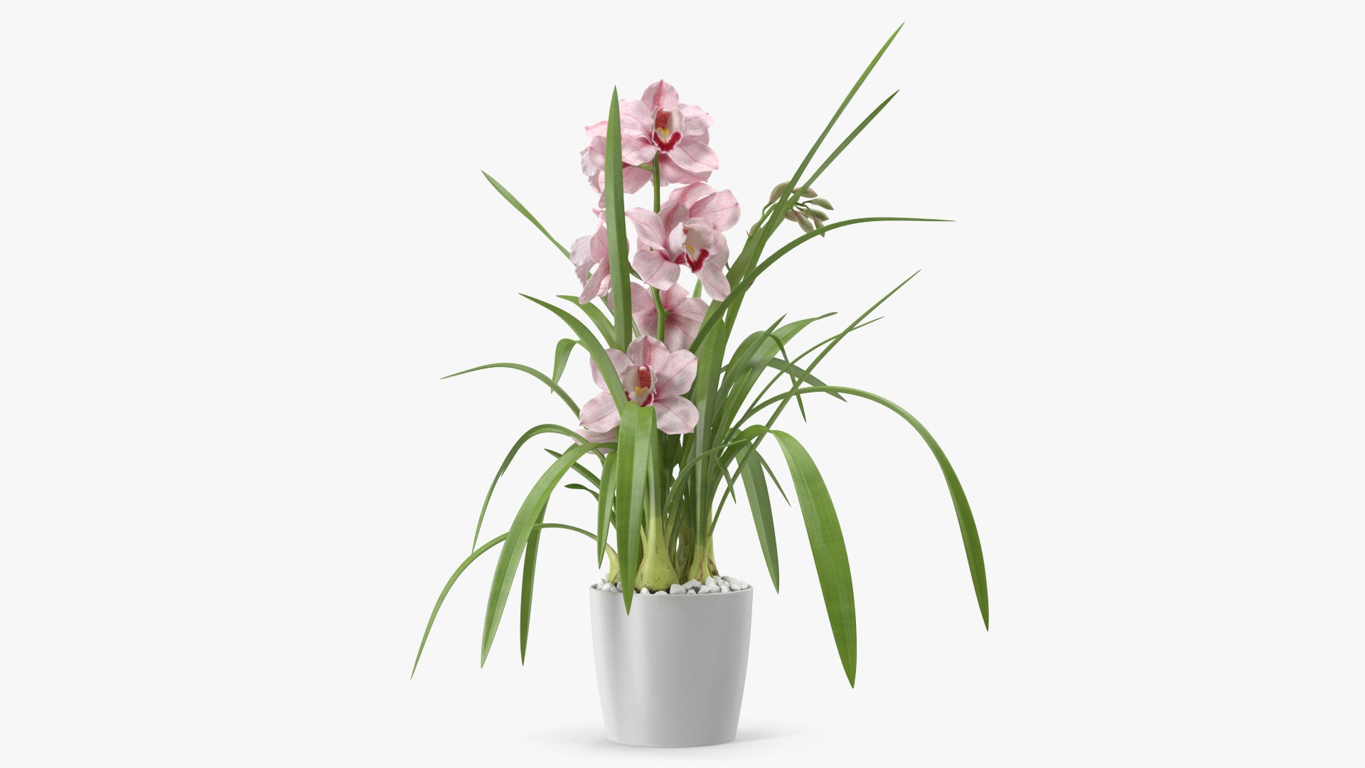 3D Orchid Pot Flower Pink Fur https://p.turbosquid.com/ts-thumb/IF/mhkCYd/x2/orchidpotflowerpinkfurmb3dmodel008/jpg/1640607097/1920x1080/fit_q87/df3ca40bf16142486fd1c1458bdce77c5bc34bb3/orchidpotflowerpinkfurmb3dmodel008.jpg