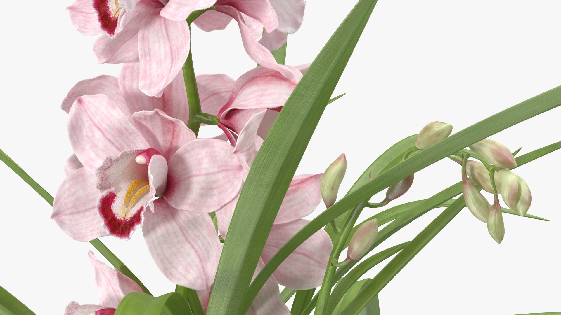 3D Orchid Pot Flower Pink Fur https://p.turbosquid.com/ts-thumb/IF/mhkCYd/zw/orchidpotflowerpinkfurmb3dmodel014/jpg/1640607116/1920x1080/fit_q87/9e10f3ca8f90db4aaba4e5c05153cabc43279f50/orchidpotflowerpinkfurmb3dmodel014.jpg