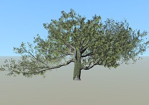 3D live oak