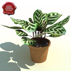 Calathea makoyana (Peacock Plant)