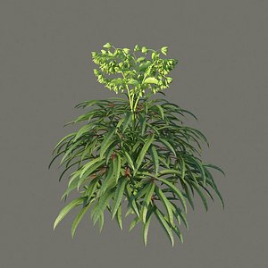 XfrogPlants Helleborus Foetidus