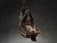 Bat