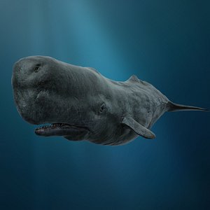 sperm whale model