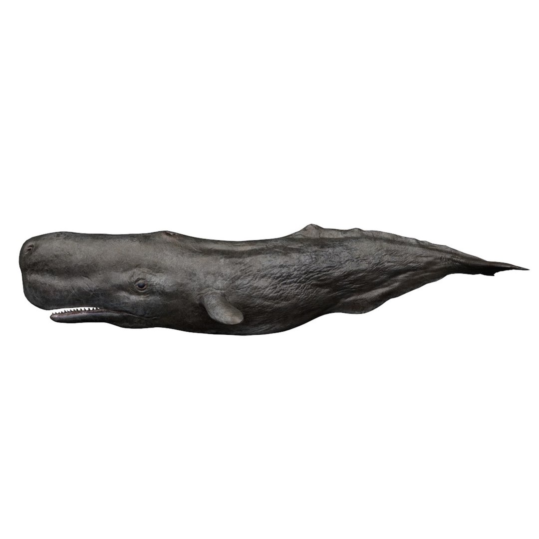 Sperm Whale Model - TurboSquid 1277439