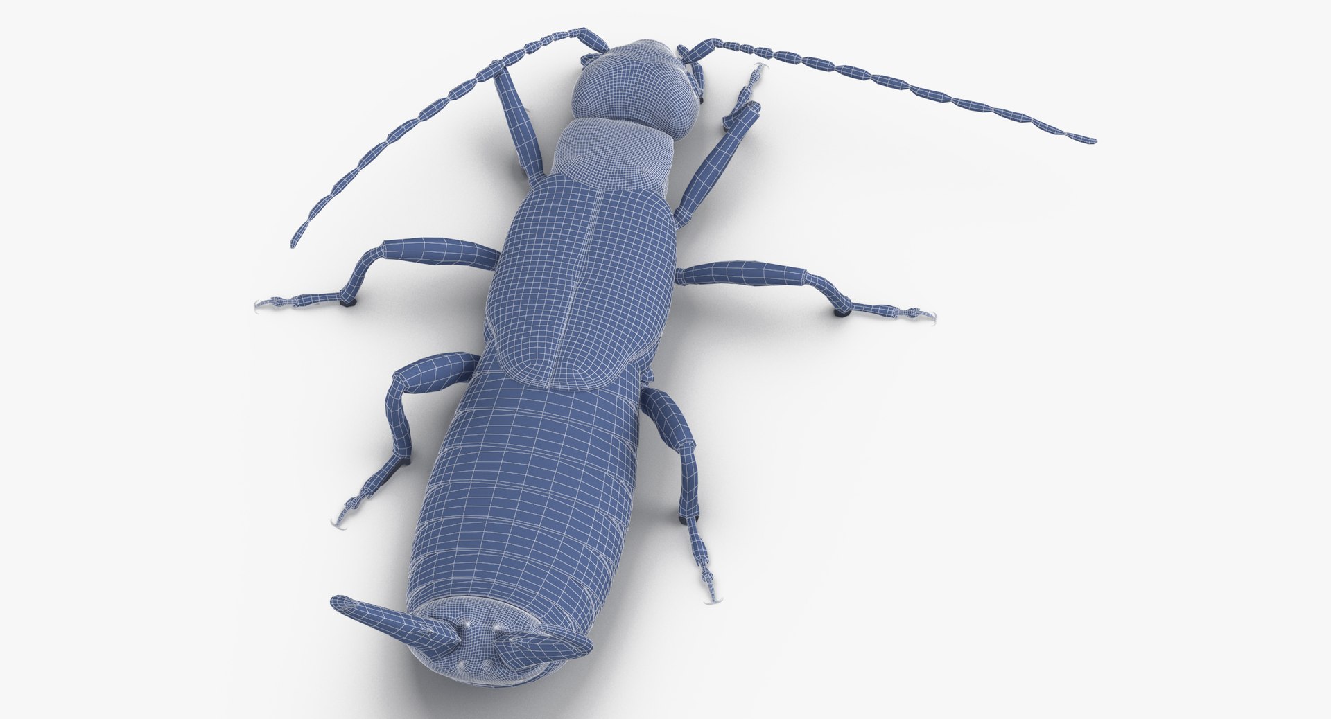 3D Earwig Walking - TurboSquid 1375541