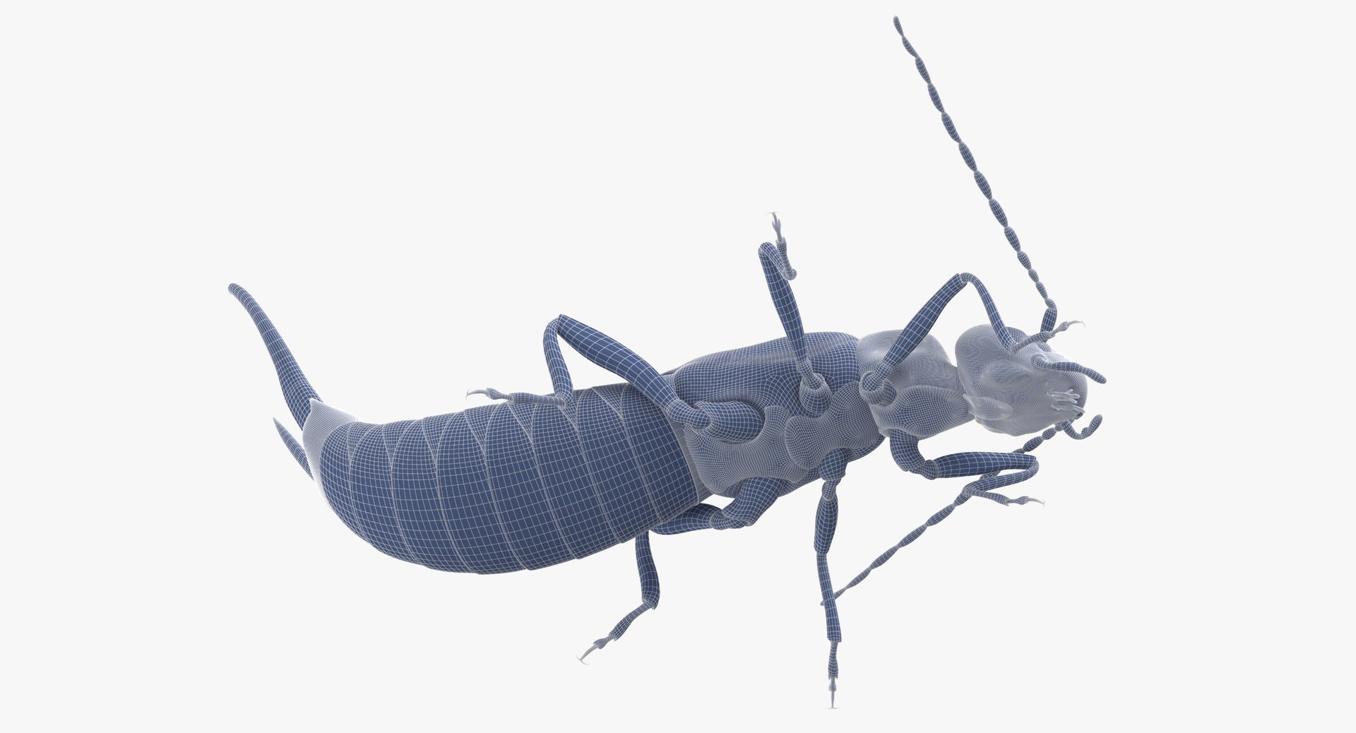 3D Earwig Walking - TurboSquid 1375541