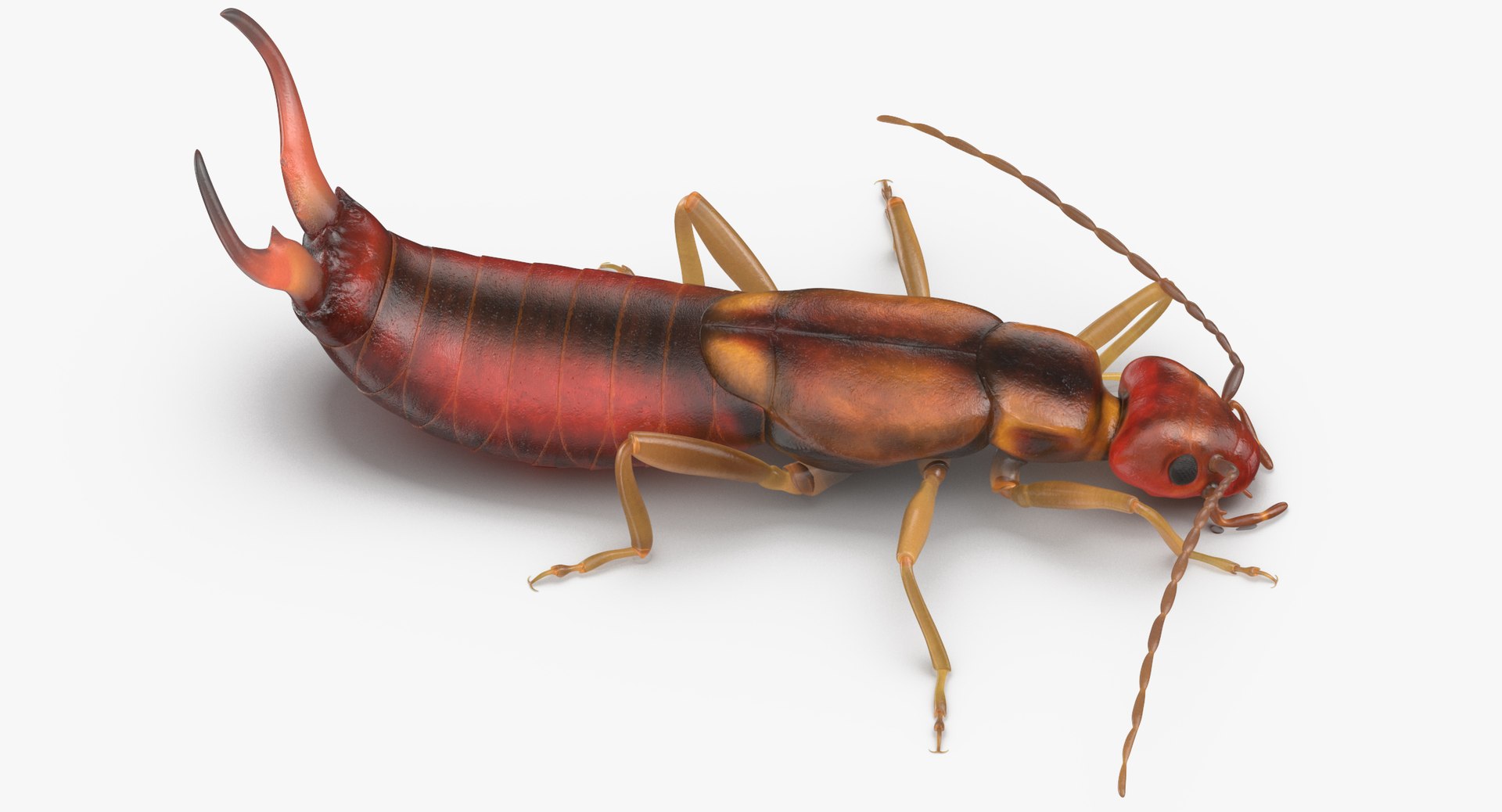 3D Earwig Walking - TurboSquid 1375541