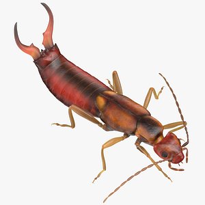 Earwig Walking