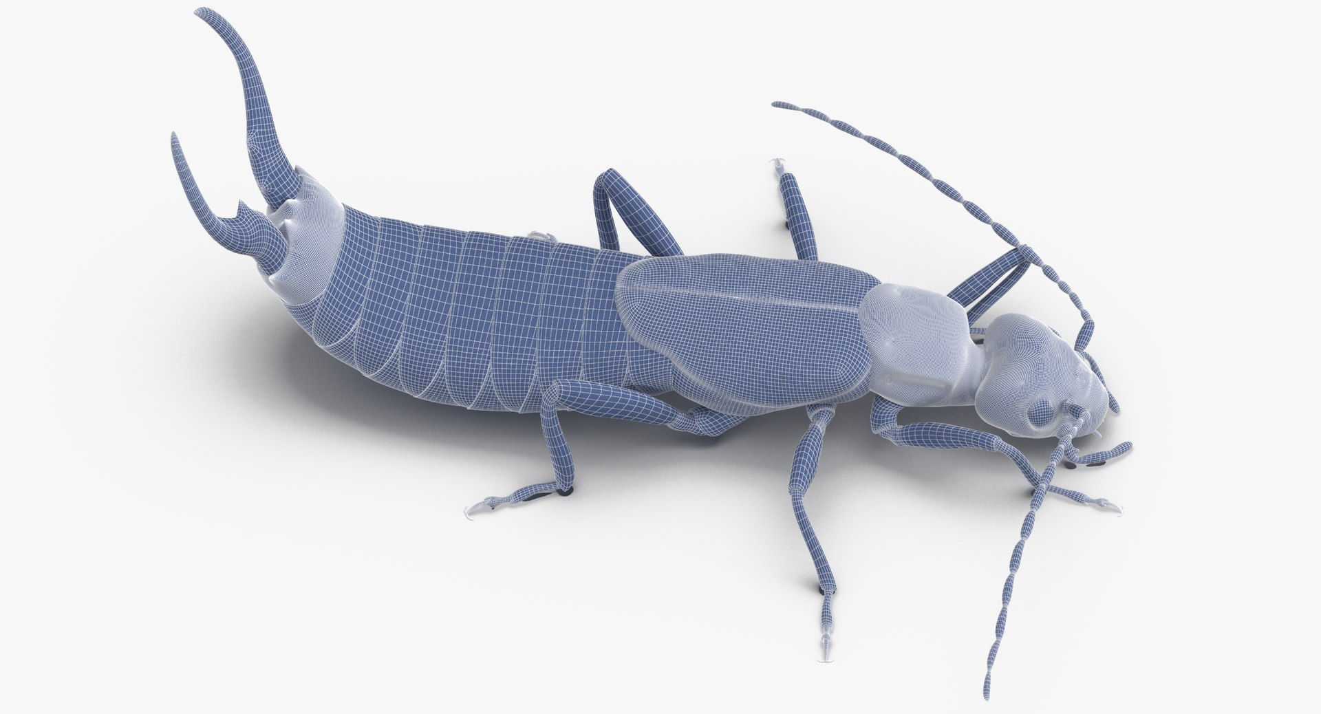 3D Earwig Walking - TurboSquid 1375541