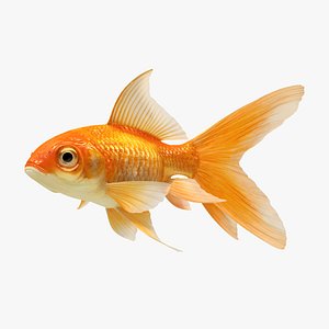 3D model goldfish 2 animation