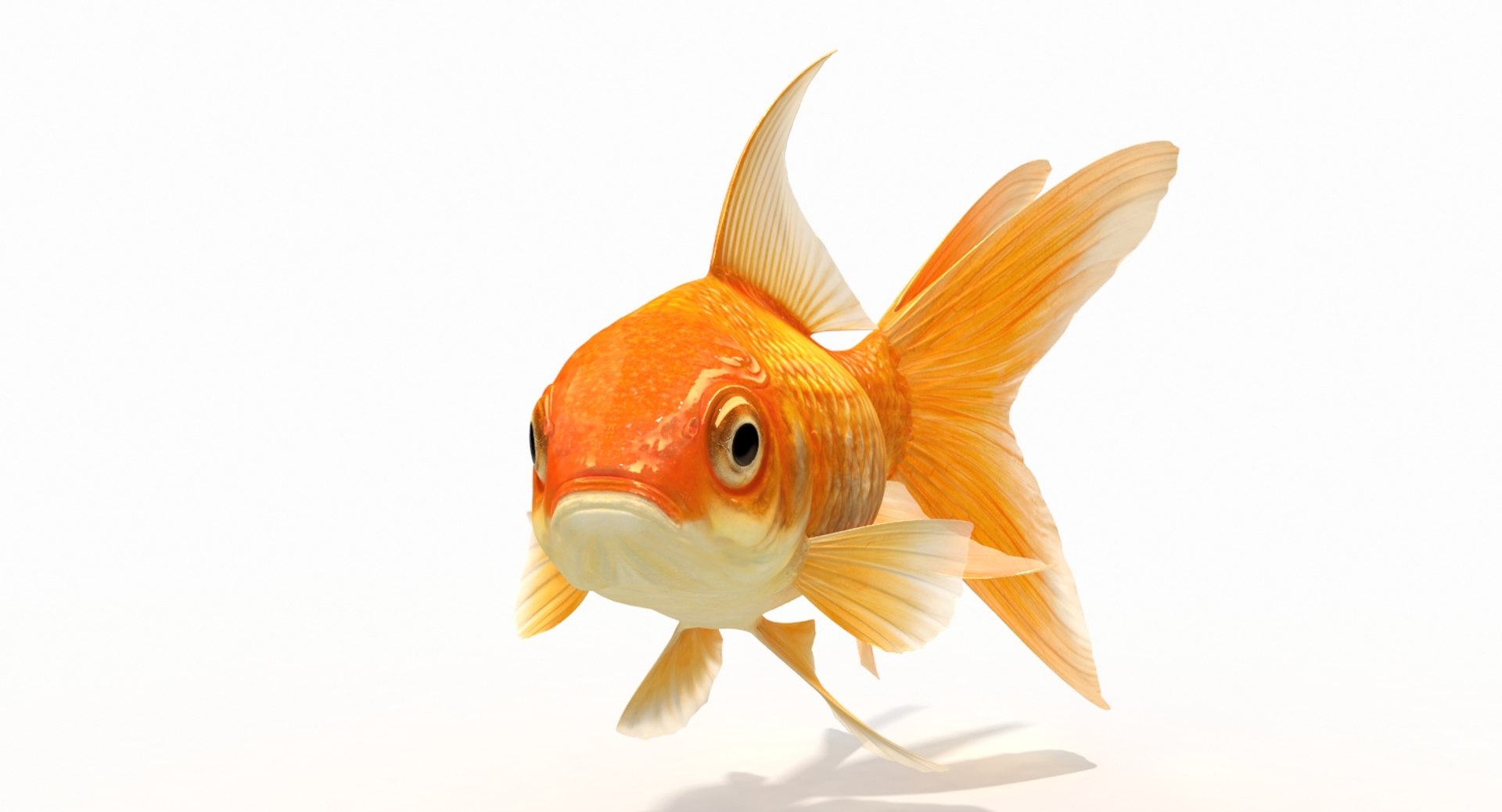 3D Model Goldfish 2 Animation - TurboSquid 1154992