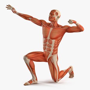 male muscular bodybuilder pose 3D