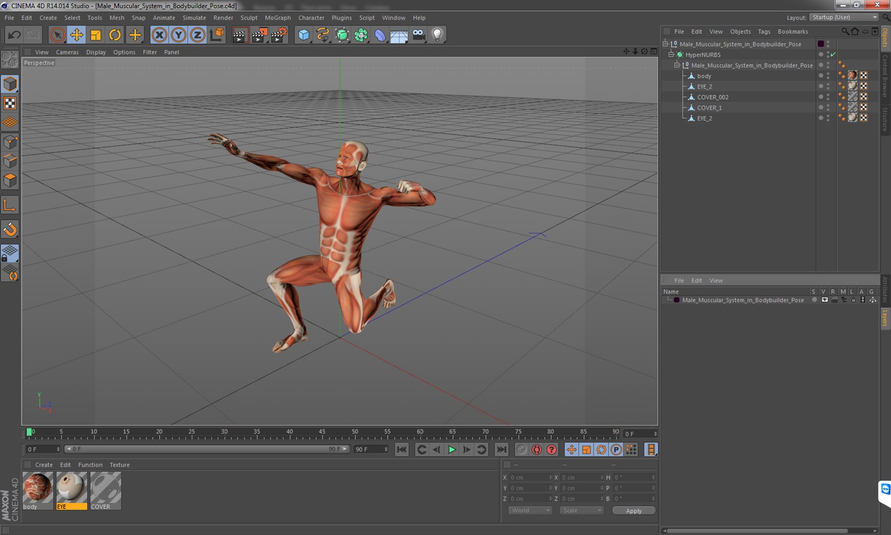 male muscular bodybuilder pose 3D https://p.turbosquid.com/ts-thumb/IH/2lYxKO/aY4mi5QY/malemuscularsysteminbodybuilderposevray3dmodel014/jpg/1514034653/1920x1080/fit_q87/8163cf8f586a562dfe1d9d19c1cabfe6b00166e5/malemuscularsysteminbodybuilderposevray3dmodel014.jpg