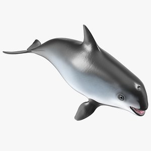 Marine Mammal Vaquita Basic Pose