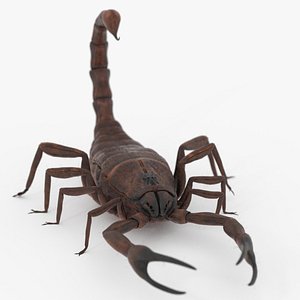 3D SCORPION 3D MODEL REALTIME