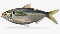 Dorosoma petenense Threadfin Shad