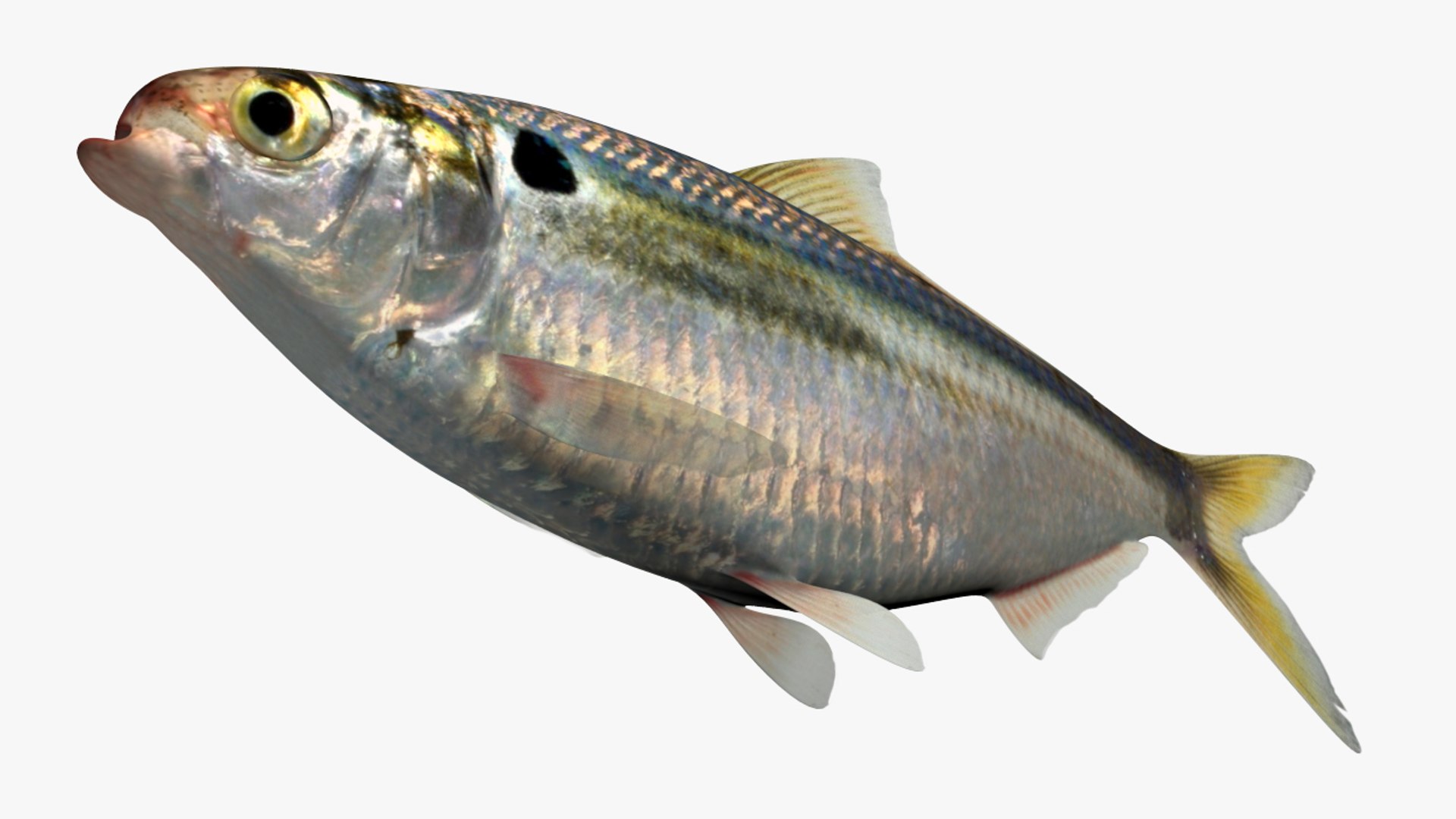 3D dorosoma petenense threadfin shad model - TurboSquid 1358508