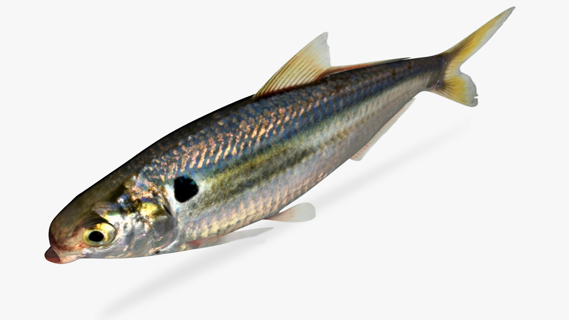 3D dorosoma petenense threadfin shad model - TurboSquid 1358508