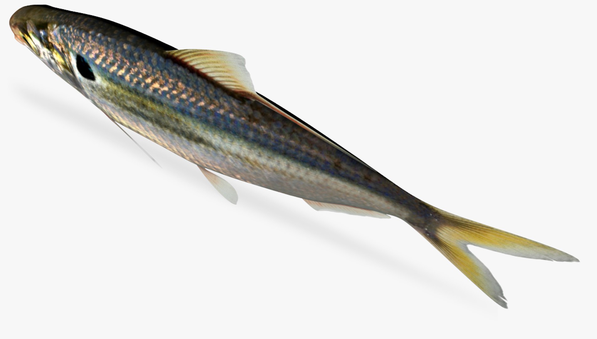 3D dorosoma petenense threadfin shad model - TurboSquid 1358508