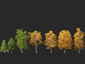 Tilia cordata - littleleaf linden