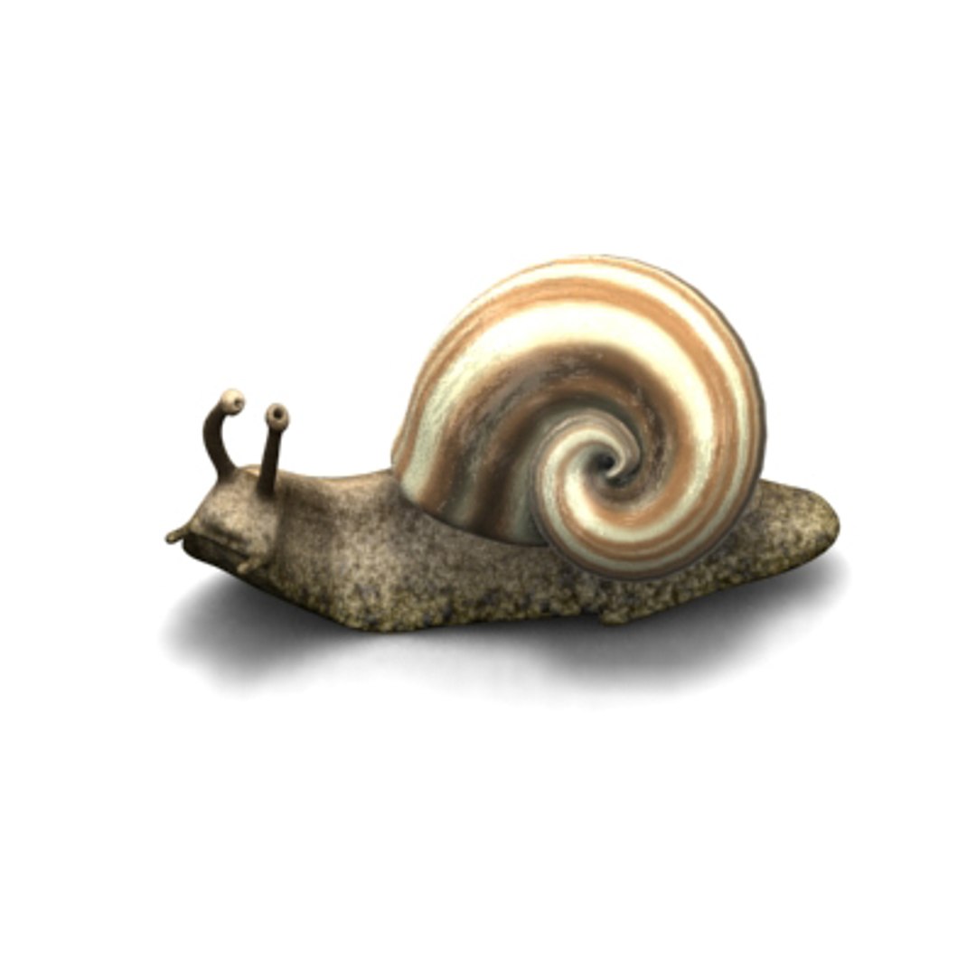 maya snail animation https://p.turbosquid.com/ts-thumb/IH/NOLPSM/d1SnDfVZ/snailprev2/jpg/1171639948/1920x1080/fit_q87/ae4f10f863cfb4e49889b4c40765d7c99d7f078b/snailprev2.jpg