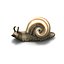 caracol