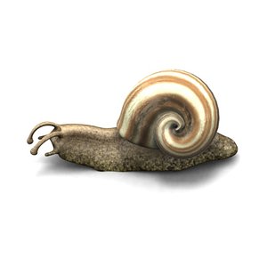 maya snail animation