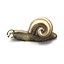 caracol