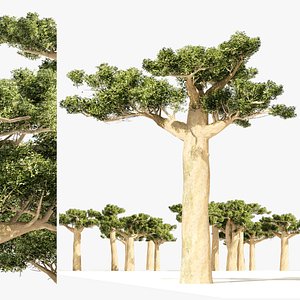 3D Madagascar Baobab Trees Set