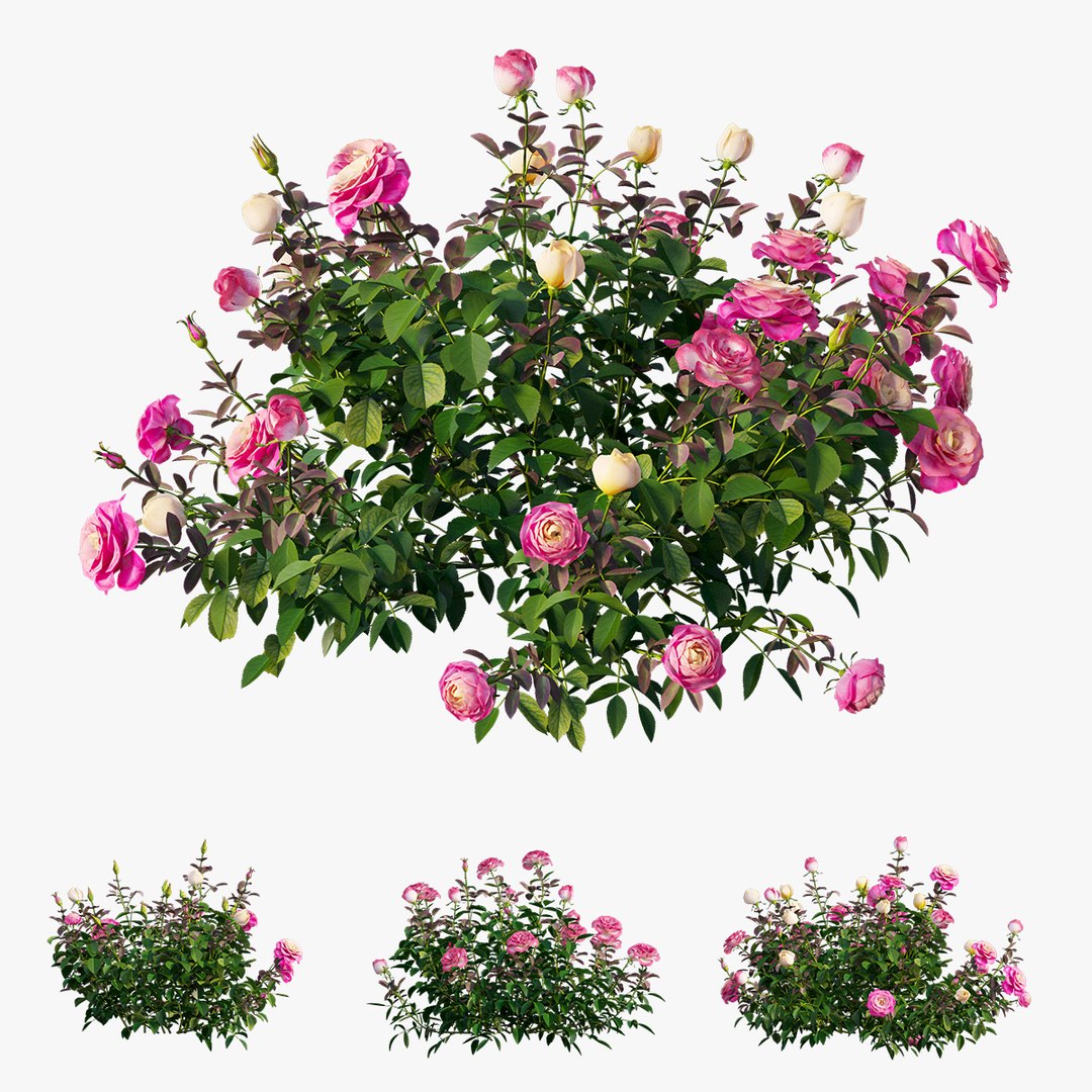 plant rose set 04 3D model https://p.turbosquid.com/ts-thumb/IH/f8B7LC/EL7Nz3Su/3/jpg/1603564541/1920x1080/fit_q87/3f9683313e759dc57debede7d40d1d6658a9a364/3.jpg