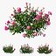 Plant rose set 04