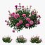 Plant rose set 04