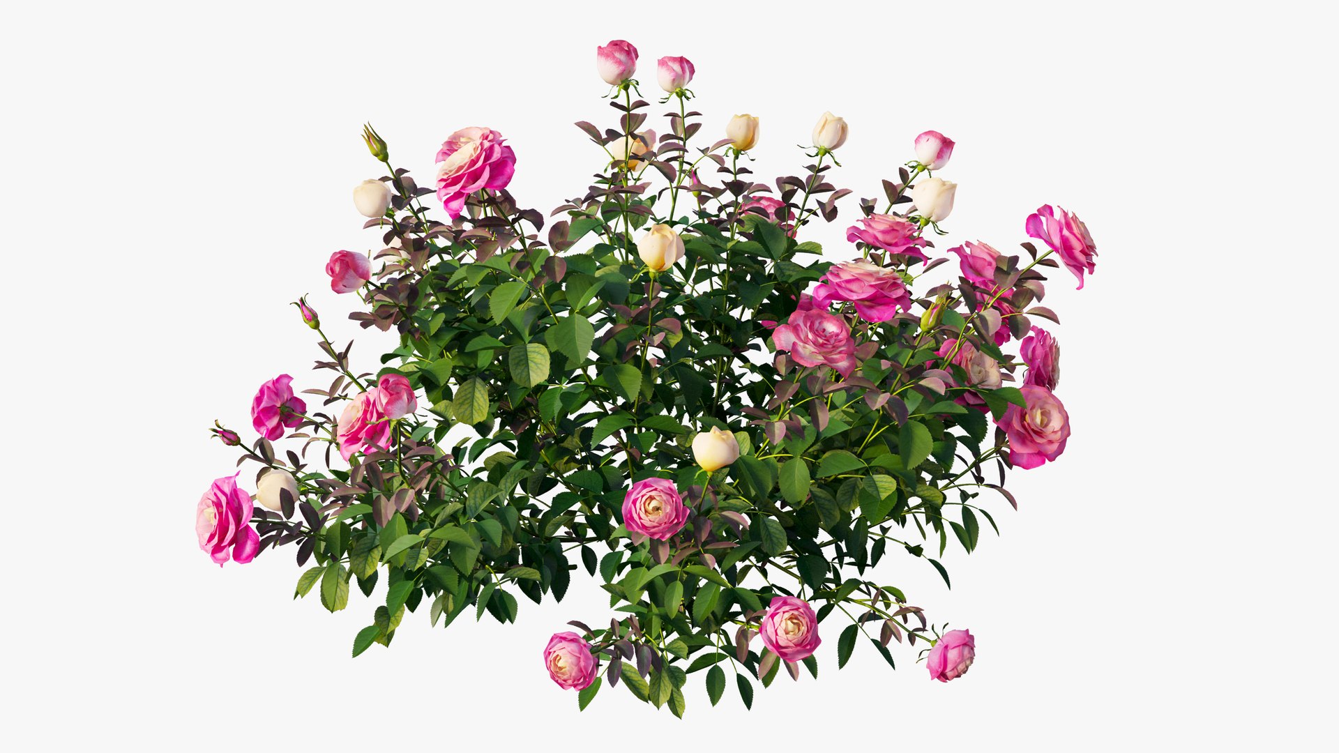 plant rose set 04 3D model https://p.turbosquid.com/ts-thumb/IH/f8B7LC/LAe7WxvO/10/jpg/1603564544/1920x1080/fit_q87/864db43e38840262890e6a3f00425281adec85cd/10.jpg