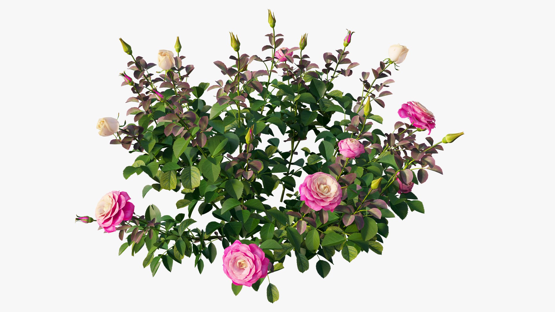 plant rose set 04 3D model https://p.turbosquid.com/ts-thumb/IH/f8B7LC/MKtmerCs/12/jpg/1603564543/1920x1080/fit_q87/5fcbe80406c12e7dd5609fbf01e791fcf5d86cba/12.jpg