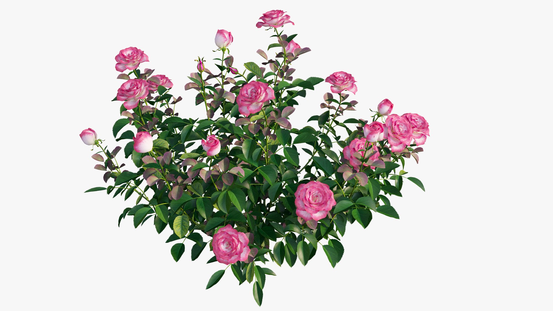 plant rose set 04 3D model https://p.turbosquid.com/ts-thumb/IH/f8B7LC/VfcvMjnK/7/jpg/1603564542/1920x1080/fit_q87/d824bd4eb0ae99e66a3ef94c083227b93dd070f8/7.jpg