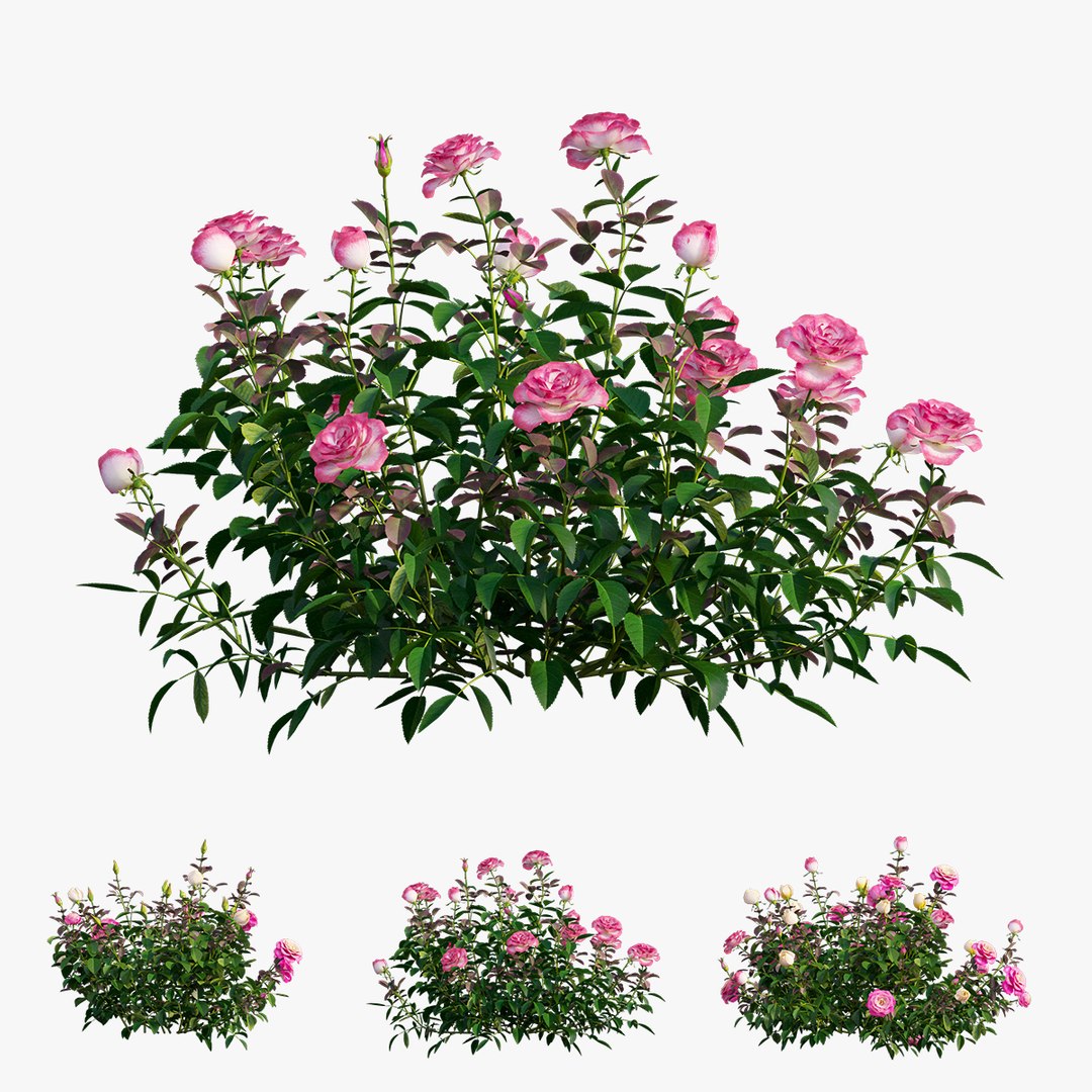 plant rose set 04 3D model https://p.turbosquid.com/ts-thumb/IH/f8B7LC/a5tK4IZp/2/jpg/1603564540/1920x1080/fit_q87/ce6ec7a78ddaf9cac06ceaccd898ae5509e344db/2.jpg