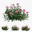 Plant rose set 04