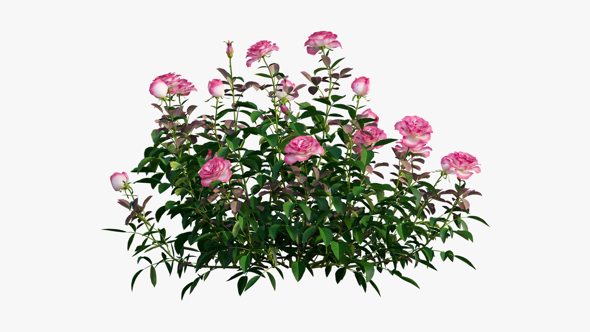 plant rose set 04 3D model https://p.turbosquid.com/ts-thumb/IH/f8B7LC/aIiAFddl/8/jpg/1603564542/1920x1080/fit_q87/ab0c5882f9c37893fad3cc945cd6366b617b0737/8.jpg