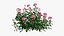 Plant rose set 04