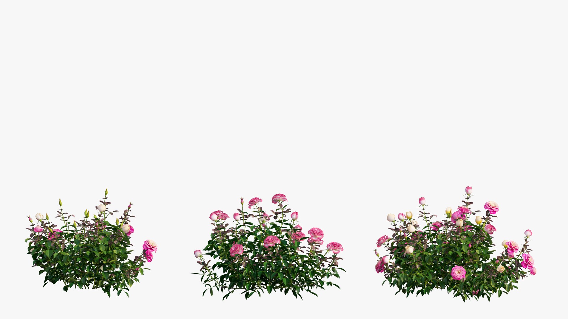 plant rose set 04 3D model https://p.turbosquid.com/ts-thumb/IH/f8B7LC/fWpTfYHN/6/jpg/1603564542/1920x1080/fit_q87/34392f1a70d433d6d3efecf7e711ab2090553ef4/6.jpg