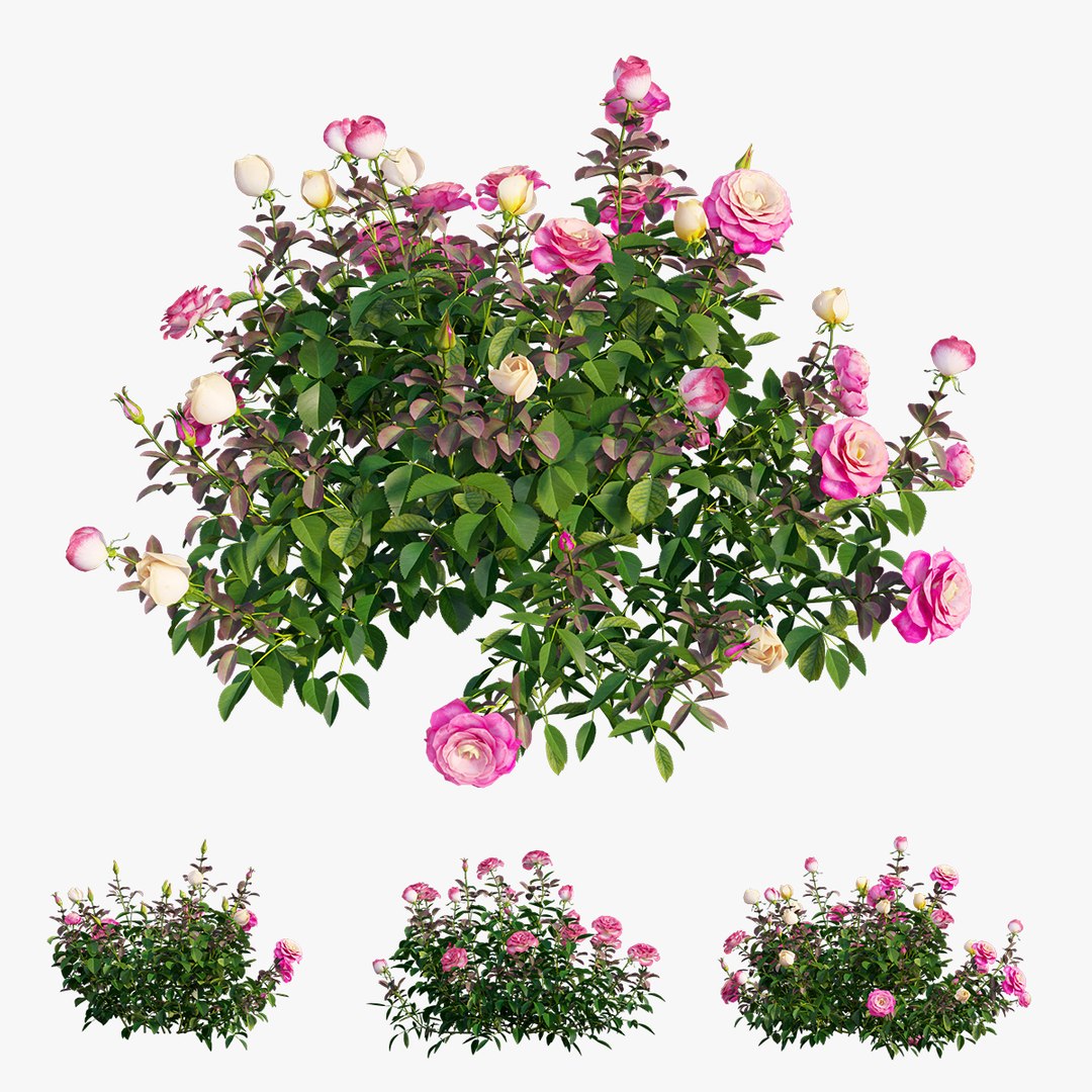 plant rose set 04 3D model https://p.turbosquid.com/ts-thumb/IH/f8B7LC/hJByspXA/5/jpg/1603564542/1920x1080/fit_q87/7f7cbb93638a0e4ebb6bf5498e184e9fb107f44f/5.jpg