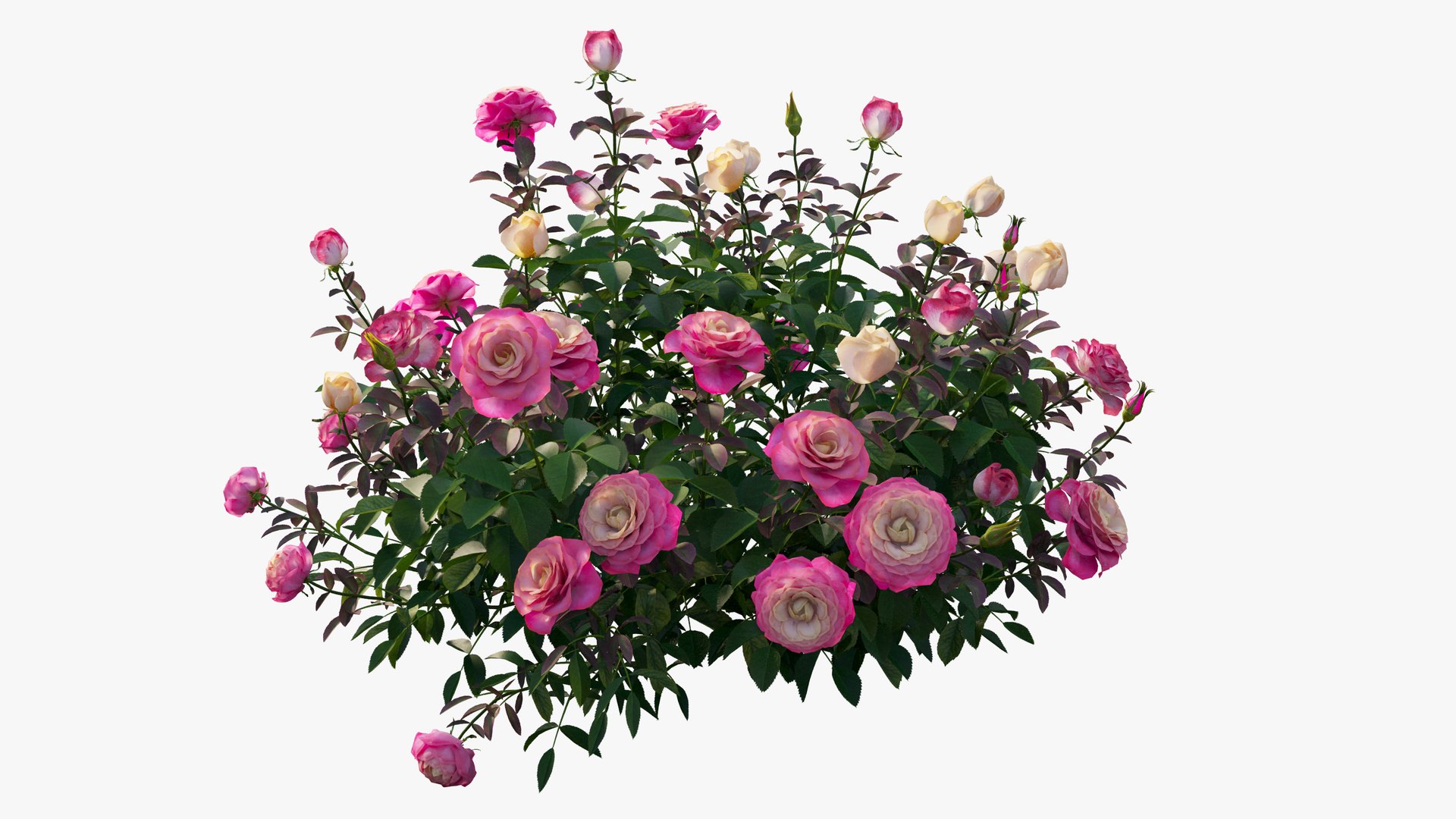 plant rose set 04 3D model https://p.turbosquid.com/ts-thumb/IH/f8B7LC/hxbn1i2J/11/jpg/1603564543/1920x1080/fit_q87/90f78b2f23ba33838561485cef5bf98a5a5a8186/11.jpg
