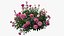 Plant rose set 04