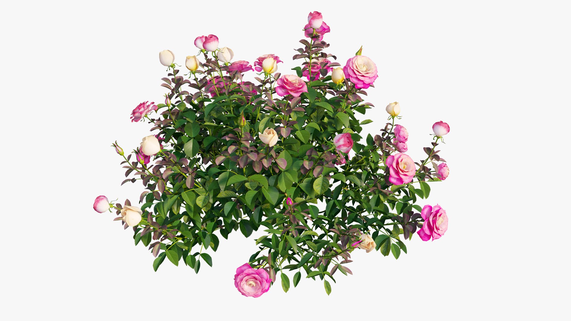 plant rose set 04 3D model https://p.turbosquid.com/ts-thumb/IH/f8B7LC/jQmM4QUz/9/jpg/1603564543/1920x1080/fit_q87/bde95766f7054e70bac6a3b5c0e2852cf25ed135/9.jpg