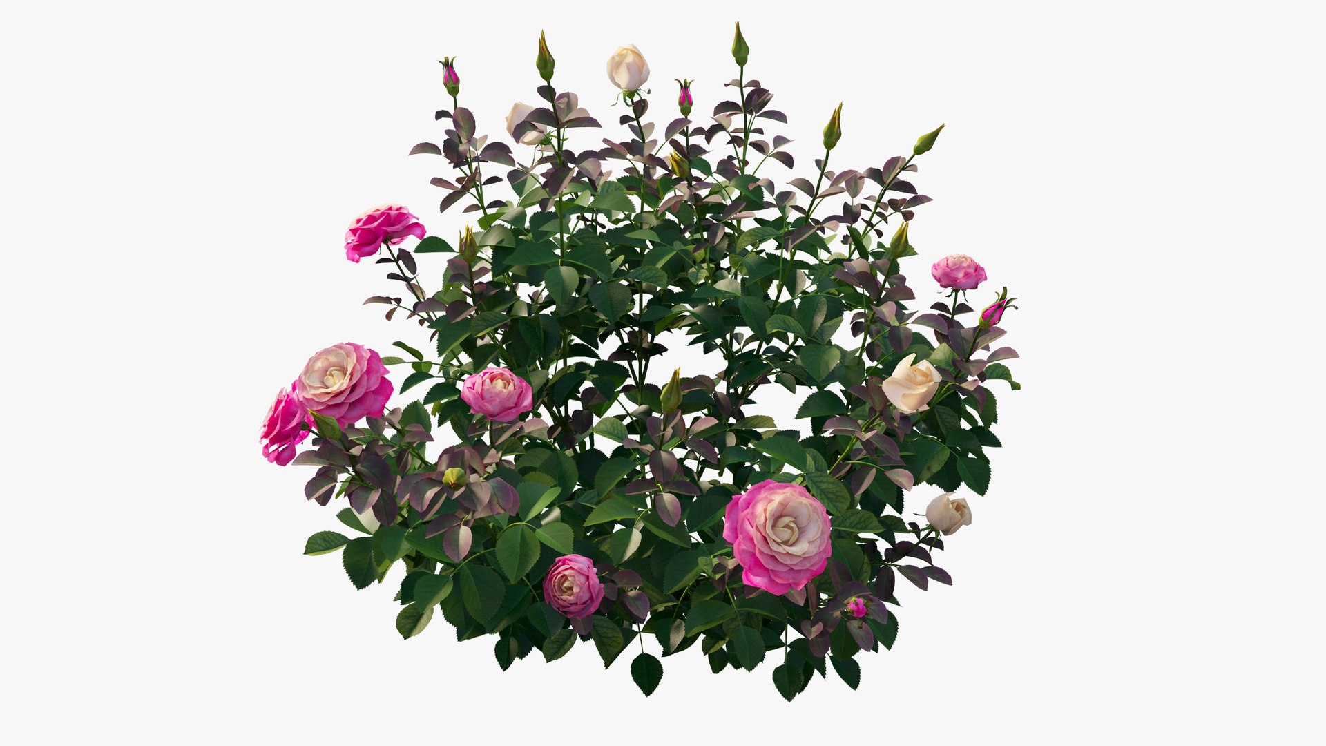 plant rose set 04 3D model https://p.turbosquid.com/ts-thumb/IH/f8B7LC/rbdupeyG/13/jpg/1603564543/1920x1080/fit_q87/692d561437feb86db1404d715148f615f1ae9488/13.jpg