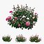 Plant rose set 04
