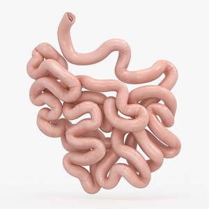 small intestine 3D model
